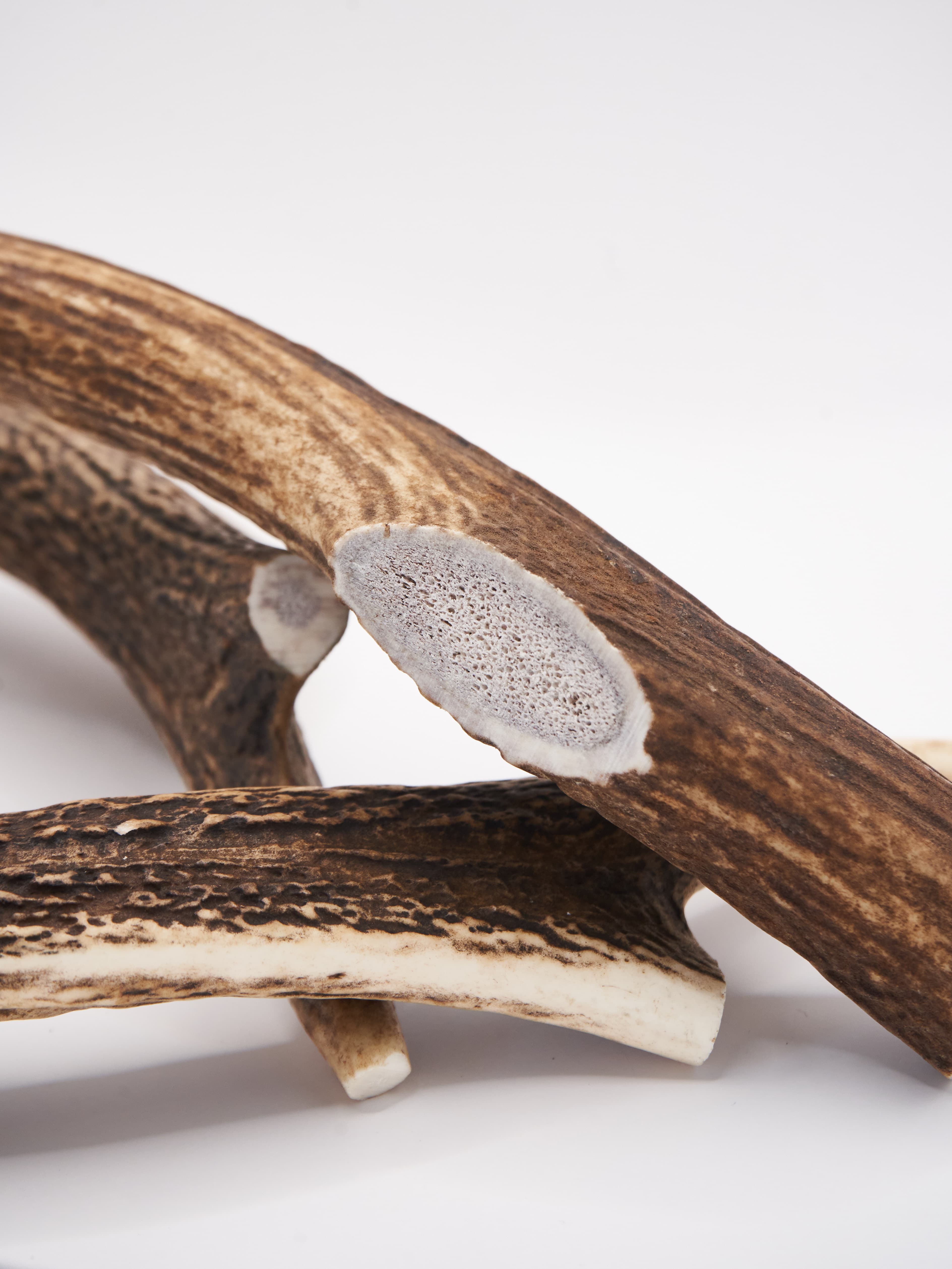 Deer Antler Chew 3